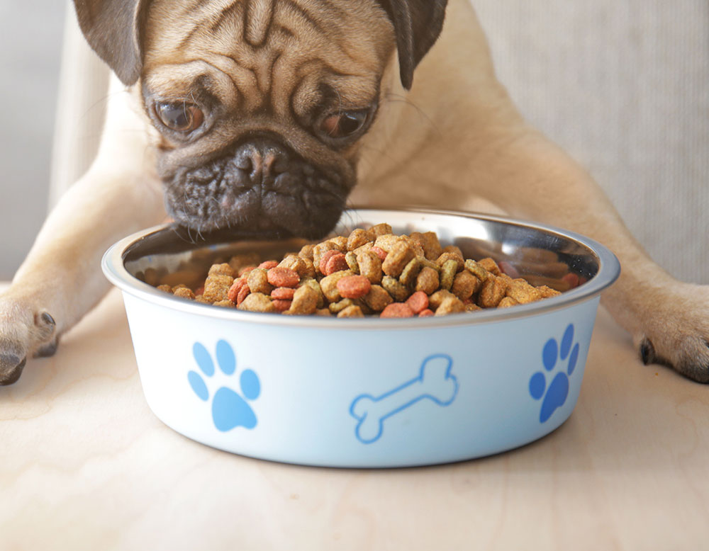 Dish dogs. Dog meal. Puppy food. Feed your Dog Dog food.