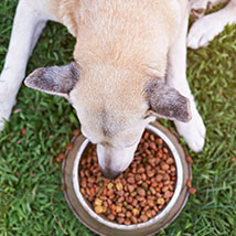 dog eating pet food from a bowl