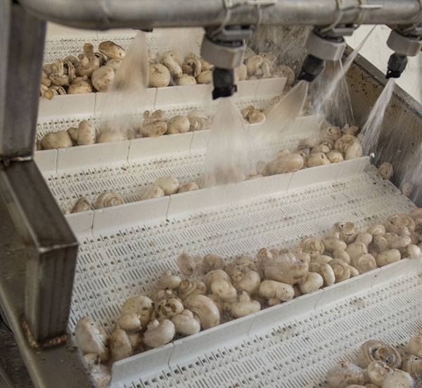 raw mushrooms being sorted and washer