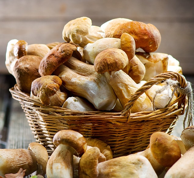 fresh picked mushrooms in a basket