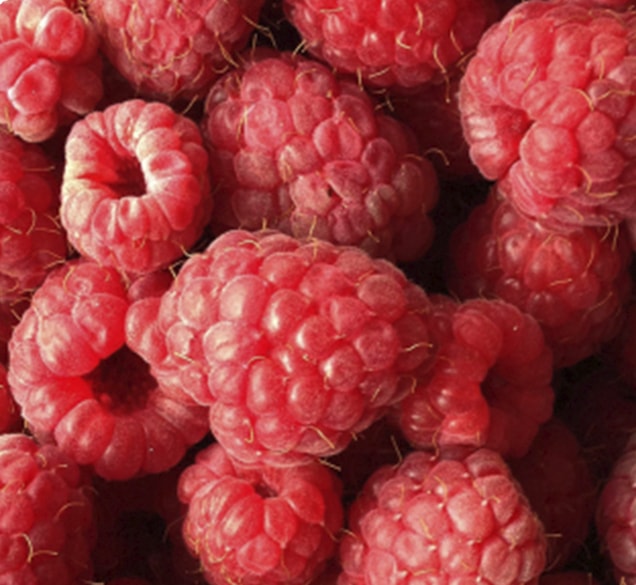 close up of fresh red raspberries