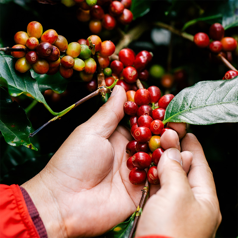 hands harvesting colorful coffee berrries