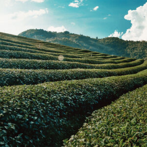 a sunny blue sky over green tea field